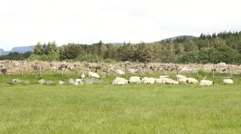 Field with sheep Video stock 11236031
