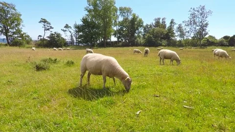 Field with sheep Stock Footage 79820504