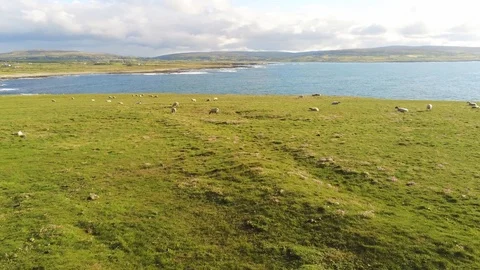 Field with Sheep Stock Footage 113784921