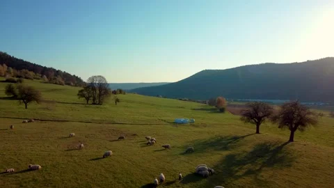A field with sheep Stock Footage 154338489
