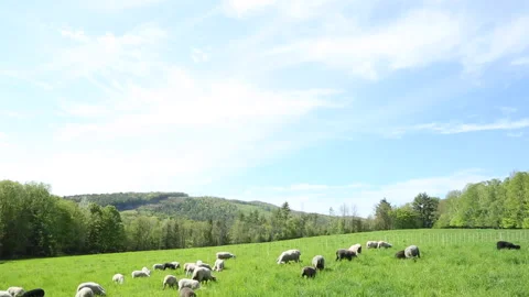 FIELD OF SHEEP Stock Footage 182486883