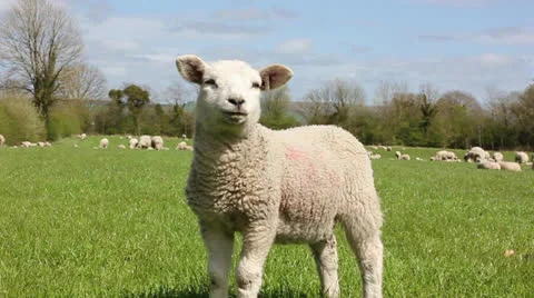 Field of sheep with lamb Video stock 23040264