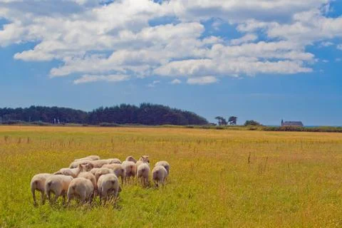 The field with the sheep. Stock Photos