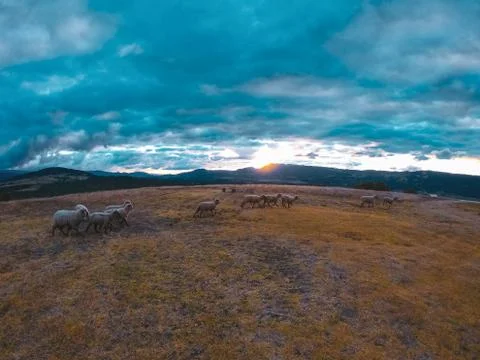 Field with sheep running Stockfoto's