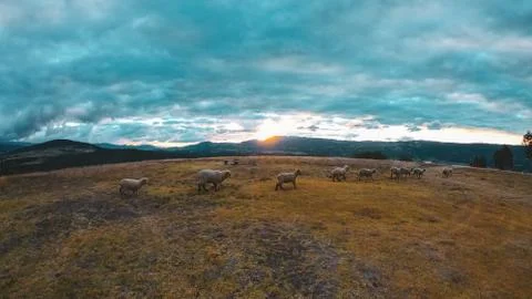 Field with sheep running Stock Photos