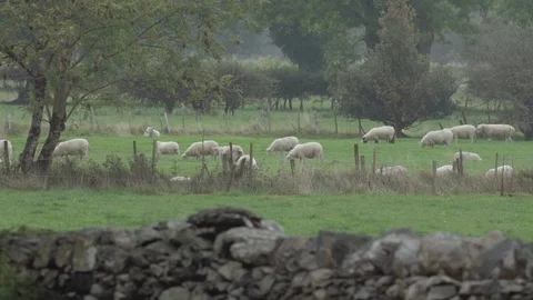 Field of sheeps Stock Footage 88301761