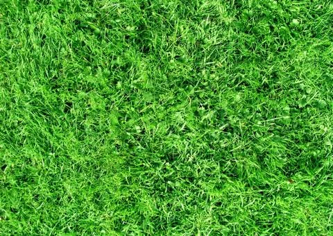 Field of short grass Stock Photos