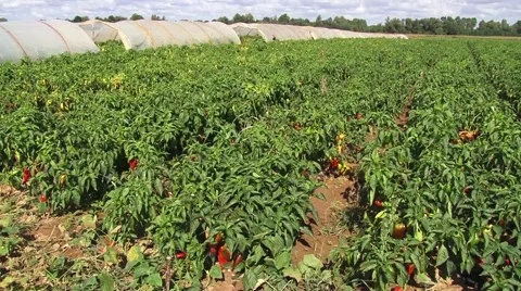 Field of sick sweet pepper, pan right Stock-Footage 56514151