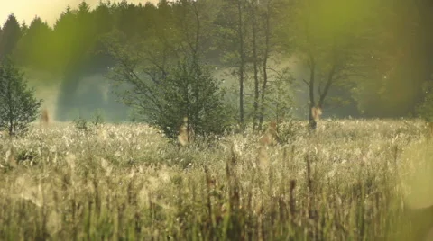 Field in silk threads Видео 51235356
