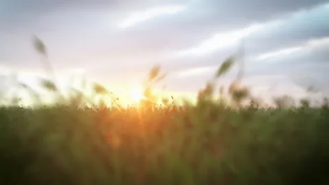 Field sky run happy loop prores Stock Footage 269741590