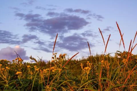 Field, sky, summer sunset. Stock Photos