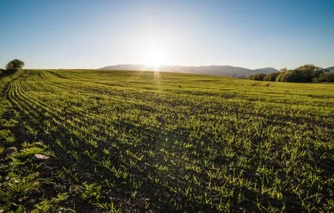 Field of Slovakia Stock Photos