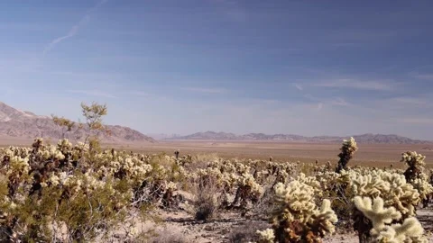 Field Of Small Cacti In Barren Mountain Environment Tilt Down 스톡 동영상 148402902