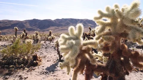 Field Of Small Cacti In Barren Mountain Environment Video stock 148402909