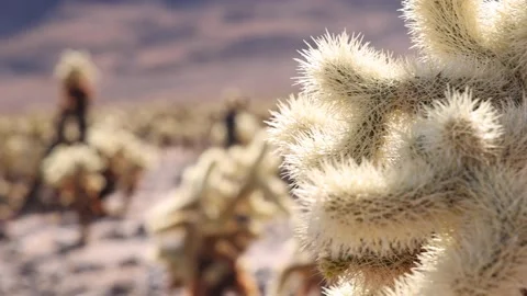 Field Of Small Cacti In Rack Focus From Foreground Stock Footage 148402928