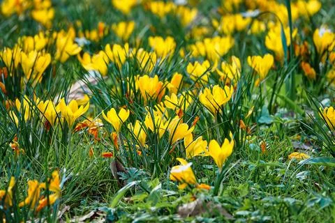 Field of small crocus. Colours. Stock Photos