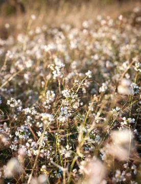 Field of small flowers Stock Photos