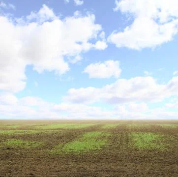 Field with small seedlings Stock Photos