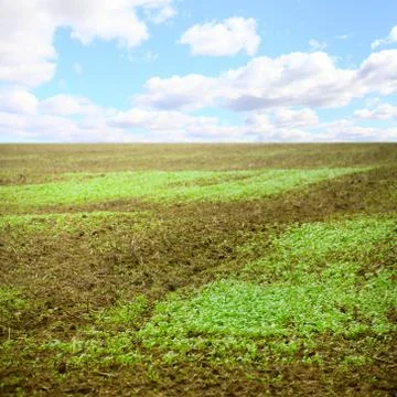 Field with small seedlings 库存照片