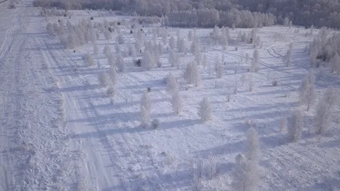 A field of small snowy birch trees. Aerial view. Stock Footage 99831087