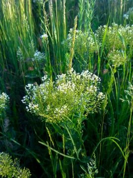 Field of small white flowers Stock Photos