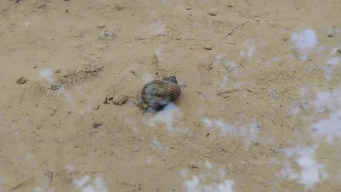 Field snails walking on muddy ground Stock Footage 330447851