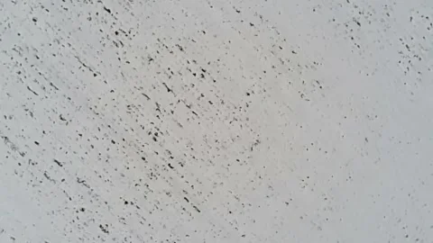 A field of snow makes a beautiful winter scene in south central Kentucky Stock-Footage 342085395