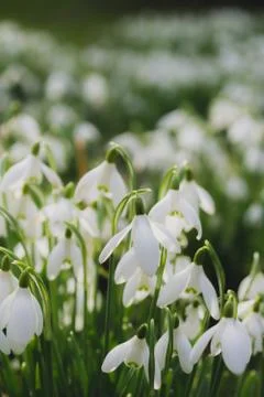 Field of snowdrops Foto stock