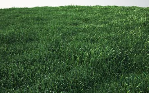 Field of soft grass, perspective view Ilustración de archivo