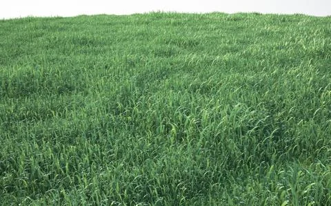 Field of soft grass, perspective view Ilustración de archivo