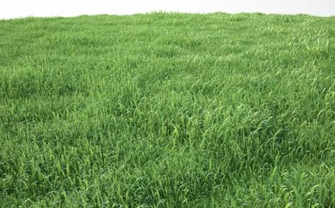 Field of soft grass, perspective view Ilustración de archivo