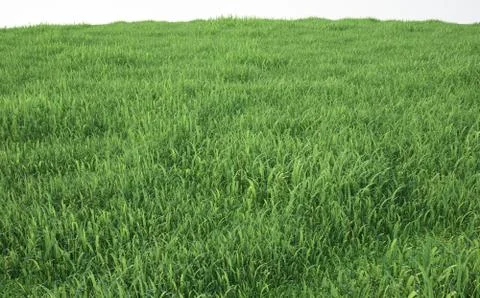 Field of soft grass, perspective view Ilustración de archivo