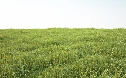 Field of soft grass, perspective view Ilustración de archivo