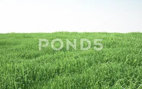 Field of soft grass, perspective view Ilustração Stock