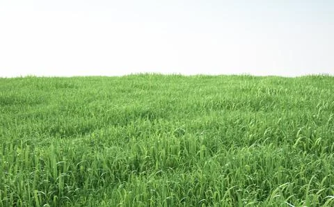 Field of soft grass, perspective view Ilustración de archivo