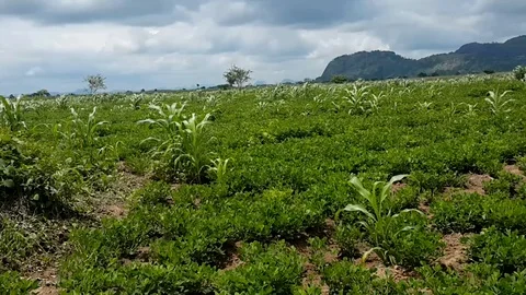 A Field with Some Corn  co Stock Footage 116624124