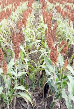 Field of sorghum, named also durra, jowari, or milo. Is cultivated for its gr Stock Photos