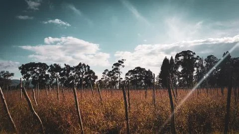 Field of sowing Stock Photos