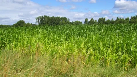 Field sown with corn, camera march along the field Video stock 230862650