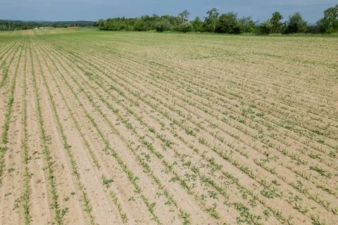 A field sown with grain, the grain sprouts. Agriculture in the countryside. Stock Photos