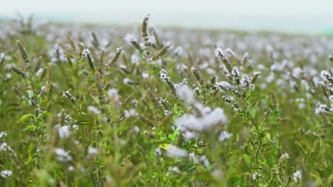 A field sown with medicinal herbs. Mint Blossom Field Stock Footage 260534701