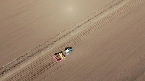 The field is sown with potatoes Stock Footage 240651133