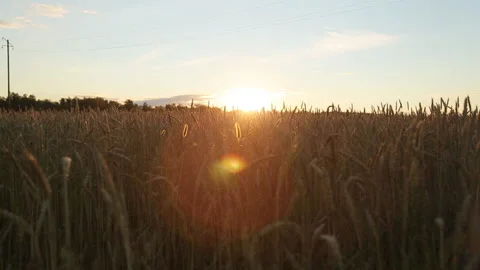 Field is Sown with Rye. Mid Summer. Spikelets have just Risen. Panorama. Dawn Video stock 164634779