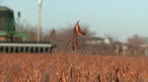 Field of Soy Beans Stock Footage 1097525