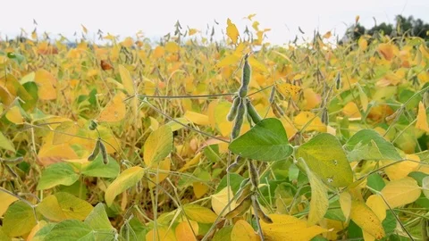 Field of soy Stock Footage 79926104