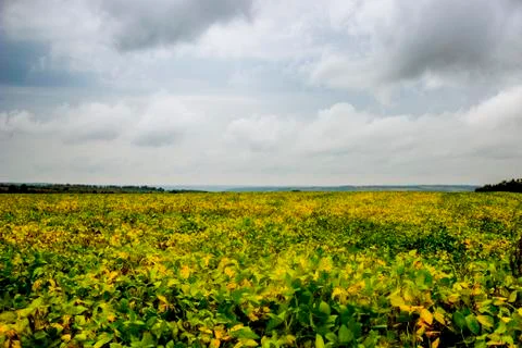 Field of soy Stock Photos