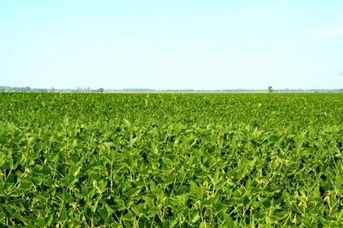 Field of soybean Stock Photos