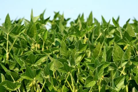 Field of soybean Stock-Fotos