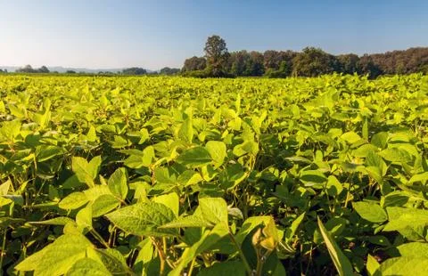 Field of soybean Stock Photos