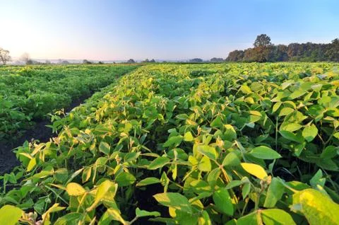 Field of soybean Foto stock